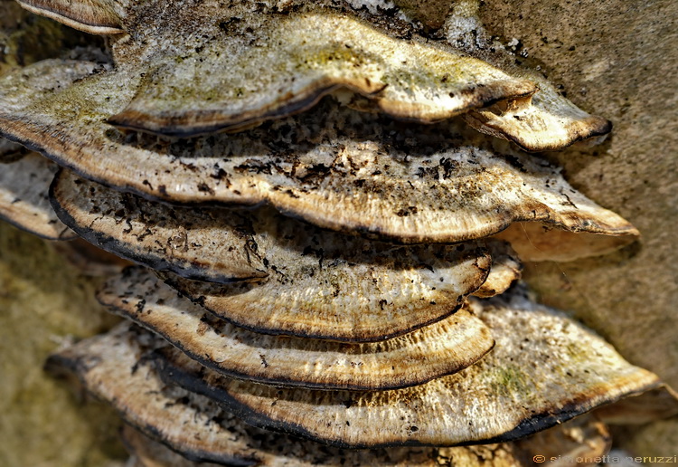 Bjerkandera adusta